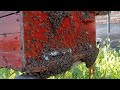 Пчёлы бунтуют