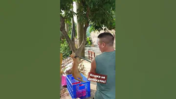 Вьетнамцы кушают кошек(