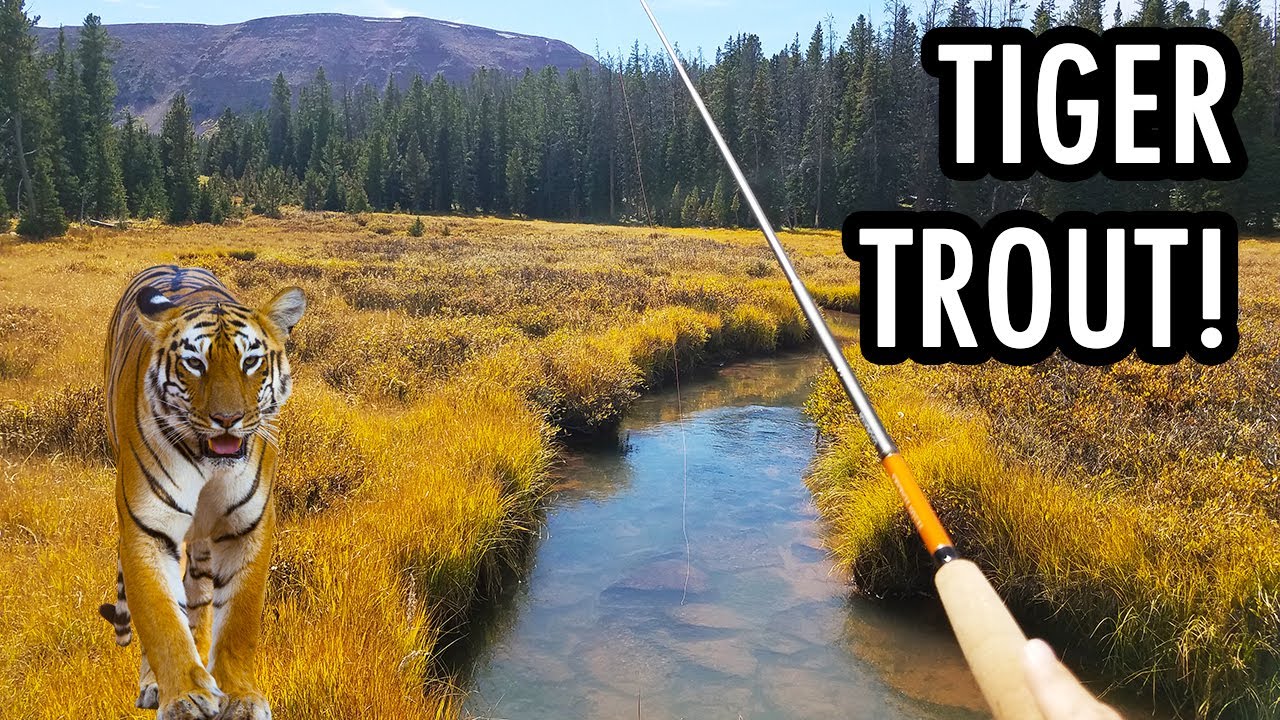 My First TIGER TROUT and an Amazing Meadow Stream (Tenkara Fly Fishing
