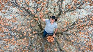 Büyükbaba Kış Doshab'ı Yapmak İçin Ölümcül Kayalıklardan Yabani Muşmula Topladı