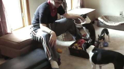Teaching Humbug to Clean Up, Part 2