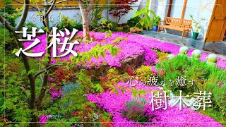 奈良県の樹木葬│芝桜が見頃に【令和６年芝桜庭園樹木葬】永代供養墓