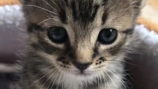 Cat Cats Kittens So Cute Baby Video #CatsKittens