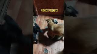мелкие пакости. #собака #помощьбездомным #приютдляживотных