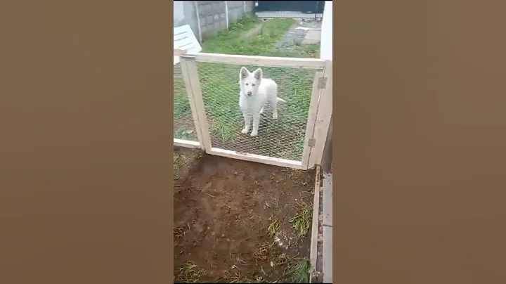 The dog turned out to be smarter 🤣🤦‍♂️ #foryou #humor #memes #mexico #fyp