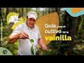 Gua para el cultivo de la vainilla