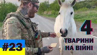 Тварини на війні - 4, меми війни, український гумор, краще з тіктоку