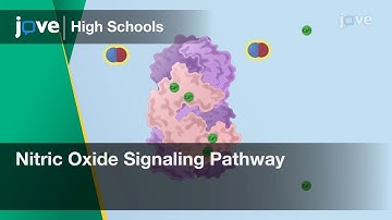 Nitric Oxide Signaling Pathway | Cell Bio | Video Textbooks - Preview