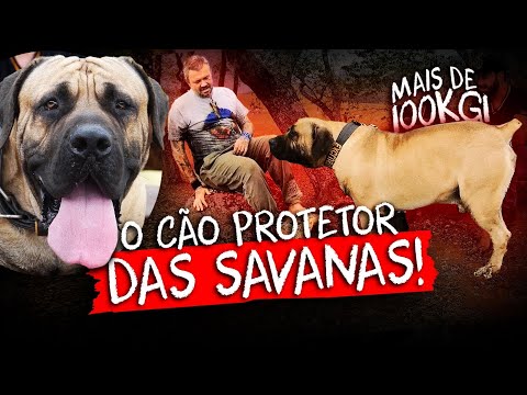 BOERBOEL, TUDO SOBRE A RAÇA QUE ENFRENTA ATÉ LEÕES! | RICHARD RASMUSSEN