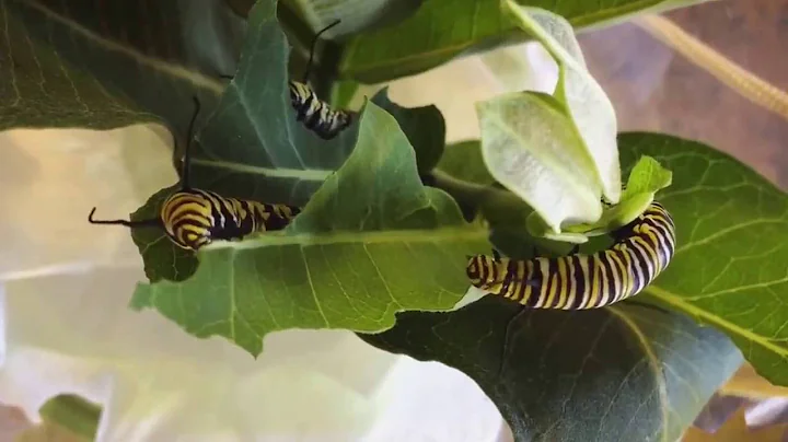 Last day being caterpillars...n...  stage is the q...