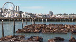 Record number of sea lions have crashed on San Francisco