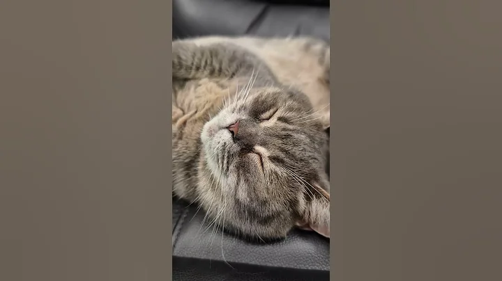 Video 10559631: cat sleeps sweetly, sweet cat funny