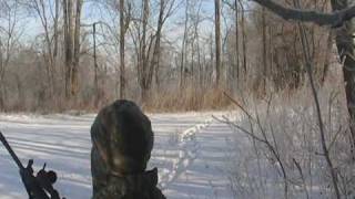 Coyote Hunt
