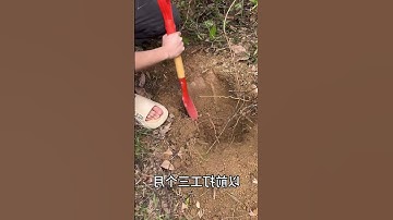 Những con rết khô dùng làm thuốc chữa bệnh