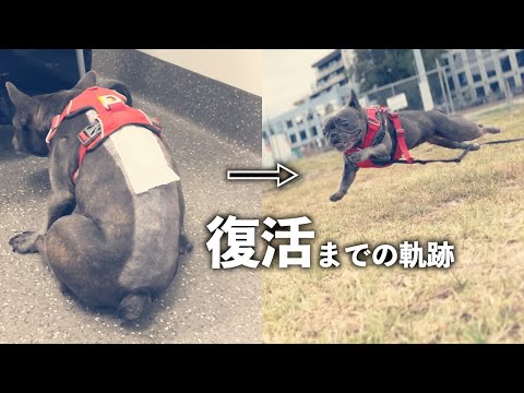 【椎間板ヘルニア】完全克服で日常ルーティンに戻れる日は?