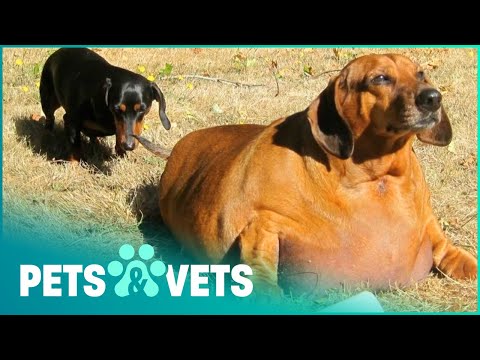 THE WORLD'S MOST OVERWEIGHT DACHSHUND | FAT PETS