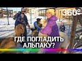 Где погладить альпаку? Семейная поездка в Дмитров