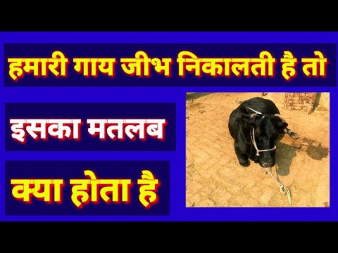 वीडियो: गौजोन का मतलब क्यों होता है?