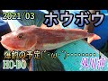 【船釣りホウボウ】 3月！ホウボウ爆釣期！！爆釣したとは言っていない・・・！