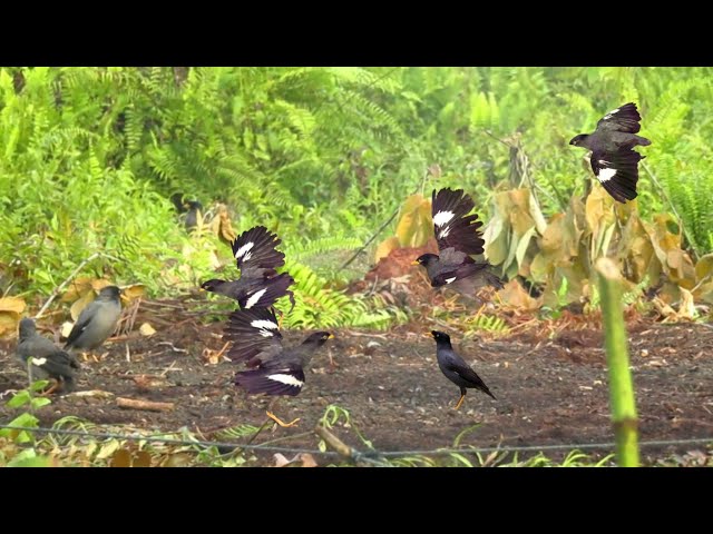 Alhamdulillah poin burung jalak kebo, mikat burung jalak kebo class=