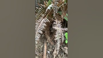 Kìa cây Sim rừng chịu khổ