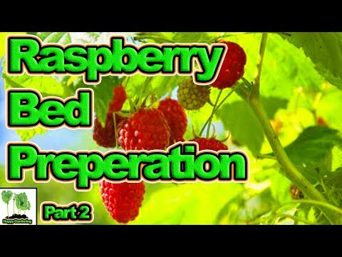 Raspberry Bed Prep