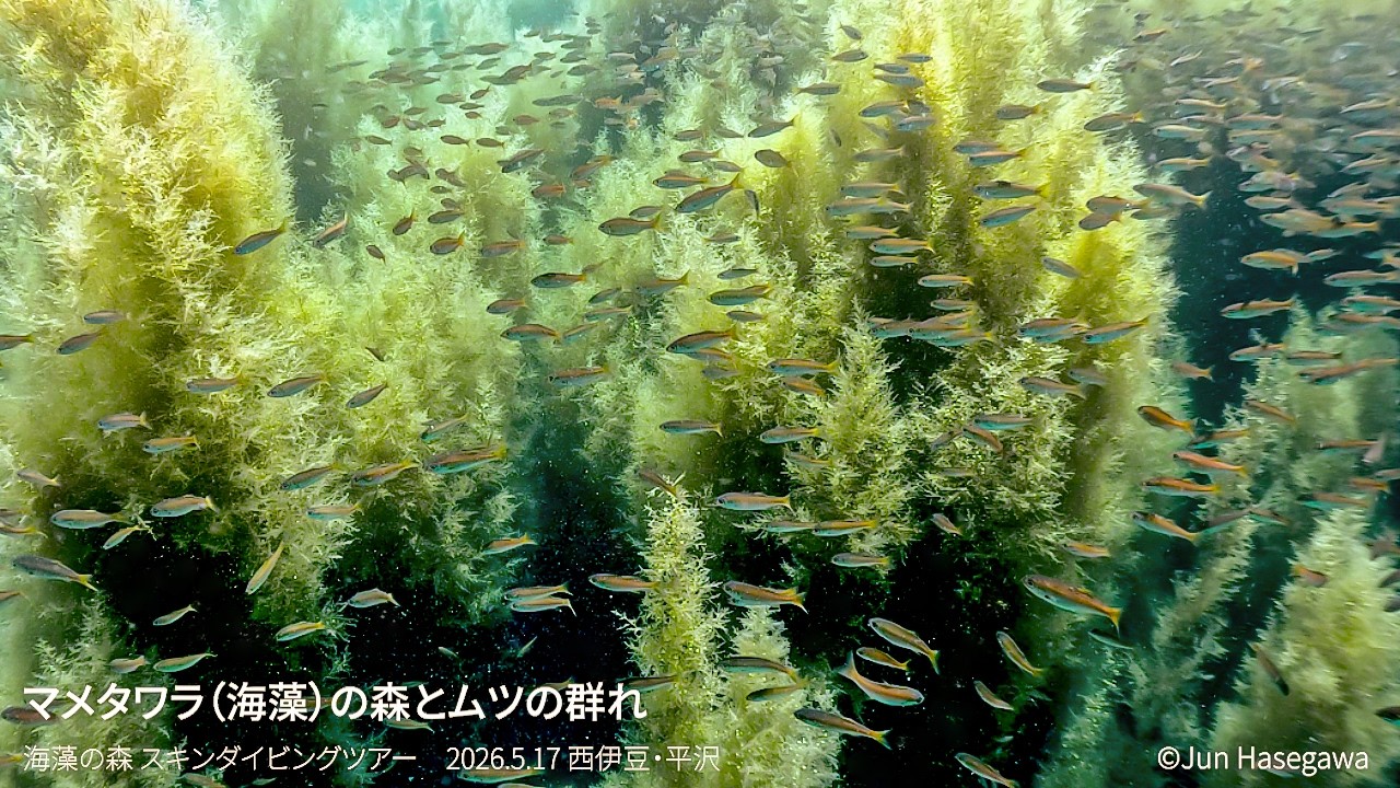 海藻の森を行く 2026.5.17 西伊豆・平沢 by GoPro HERO12 - YouTube