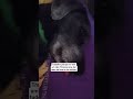 Trabalhe para sustentar o seu cão Princeso