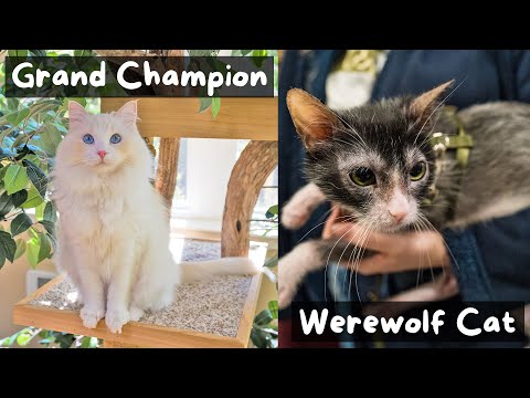 Vidéo: Chien en deuil pour son chat Best Friend obtient un nouveau chaton pour lui remonter le moral