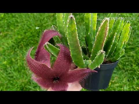 Vídeo: Epiphyllum (69 Fotos): Cuidando Do Filocato Em Casa. Por Que é Chamado De Cacto Da Floresta? Características De Reprodução