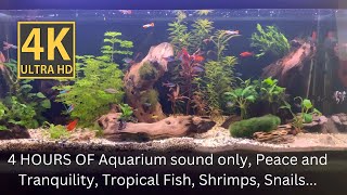 4 Hours + Aquarium sound only, Big Shrimp action, relax, peace