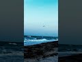 Moonlit Soar: Pelicans Over the Ocean
