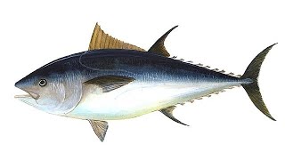 SPIRITUAL DREAM OF FISH SWIMMING IN A CLEAN OR DIRTY WATER