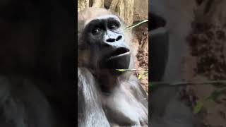 A Bronx Zoo Gorilla eating a favorite plant.