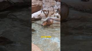capybara 卡皮巴拉 豚啊,園長真的養不起你了😌 #capybara #水豚 #水豚君 #卡皮巴拉 #呆萌 #cute #可愛い #萌寵 #療癒 #short