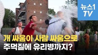 개 싸움이 사람 싸움으로···주먹질에 유리병까지 이게 무슨 일?