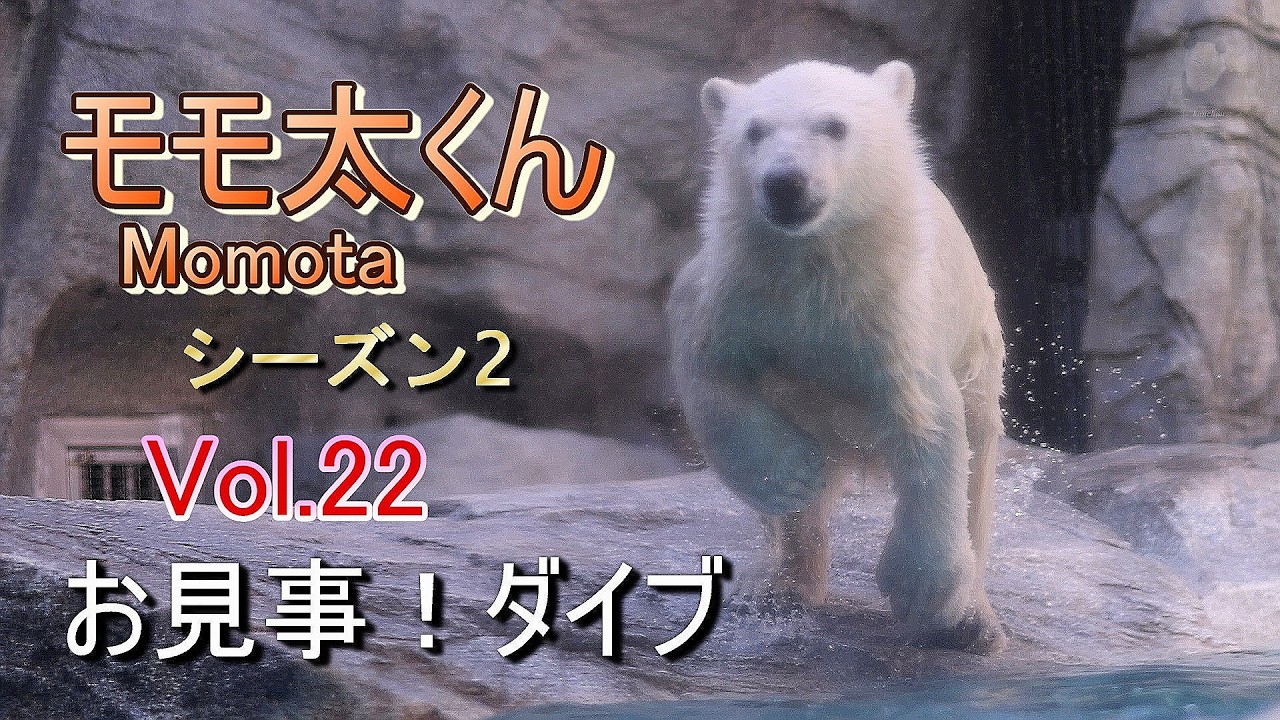 モモ太くん 22 (シーズン2) ~男鹿水族館GAO~【A polar bear cub