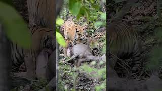 shorts  pench khursapar madhya Pradesh  female tigerTuriya