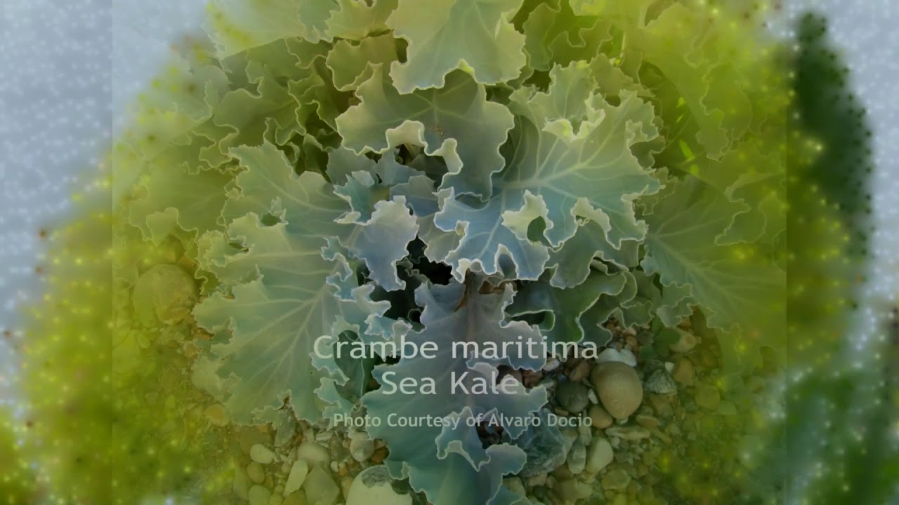 Edible Coastal Plants
