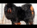 Las razas de perros más grandes del mundo/perros grandes.