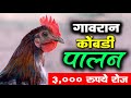गावरान कोंबडीपालनातून दररोज तीन हजार रुपये रोज | कोंबडीपालन माहिती | Poultry Business Information
