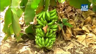 اعرف بلدك: تقرير.. زراعة الموز في محافظة أبين