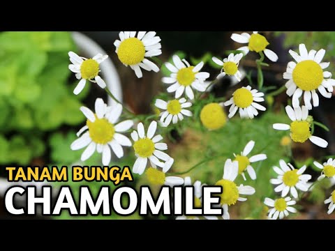 Video: Cara Menanam Chamomile Taman Dengan Bunga Besar
