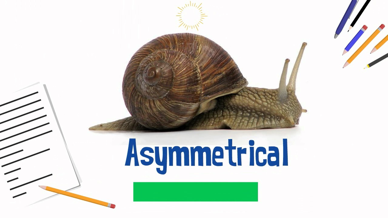 asymmetrical animals youtube