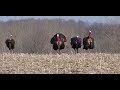 Turkey Hunting Double in Indiana - 2018