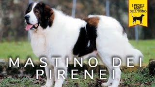 MASTINO DEI PIRENEI trailer documentario