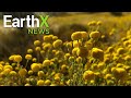 Stinky Weed Shuts Down Picnic Area | EarthxNews Full Episode