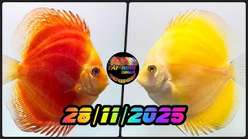 28/11/2025 CÁ DĨA TÂY NINH | BÁN CÁ DĨA DÒNG RED, YELLOW, PANDA , | TÂY NINH DISCUS