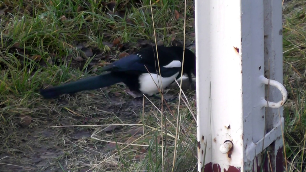 Magpie and the mouse. Magpie attack and kill a mouse. 