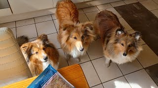 A day with Shetland Sheepdog puppies